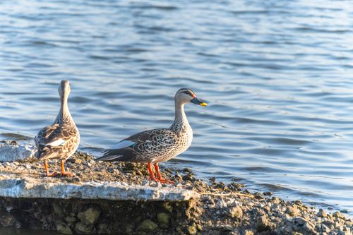 Free Spot-billed ducks standing by the water in Jamnagar, Gujarat, capturing serene nature. Stock Photo