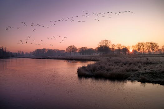 Flock of birds flying over a frosty lake at sunrise in winter creates a tranquil scene.