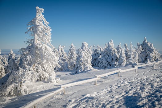 A breathtaking snowy landscape with frosted pine trees under a clear blue sky.