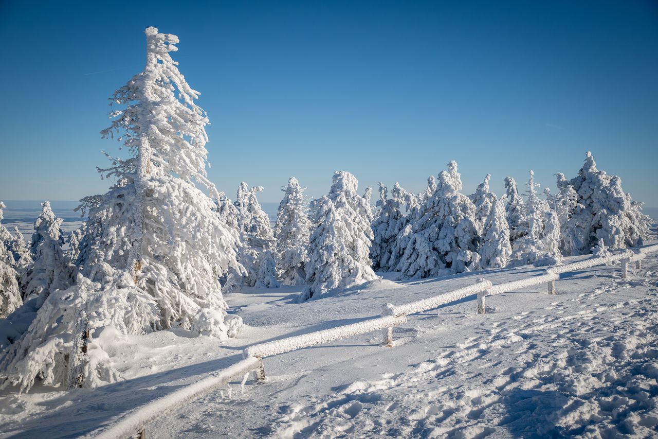 a breathtaking snowy landscape with frosted pine trees under a clear b