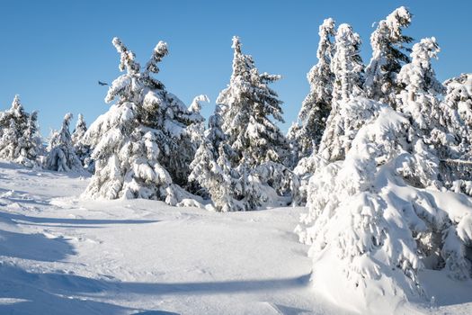 Serene winter landscape with snow-laden pine trees under a clear blue sky.