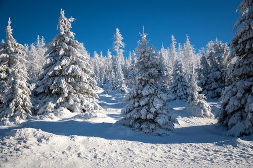 Free Beautiful snowy landscape of a winter forest under a clear blue sky. Stock Photo