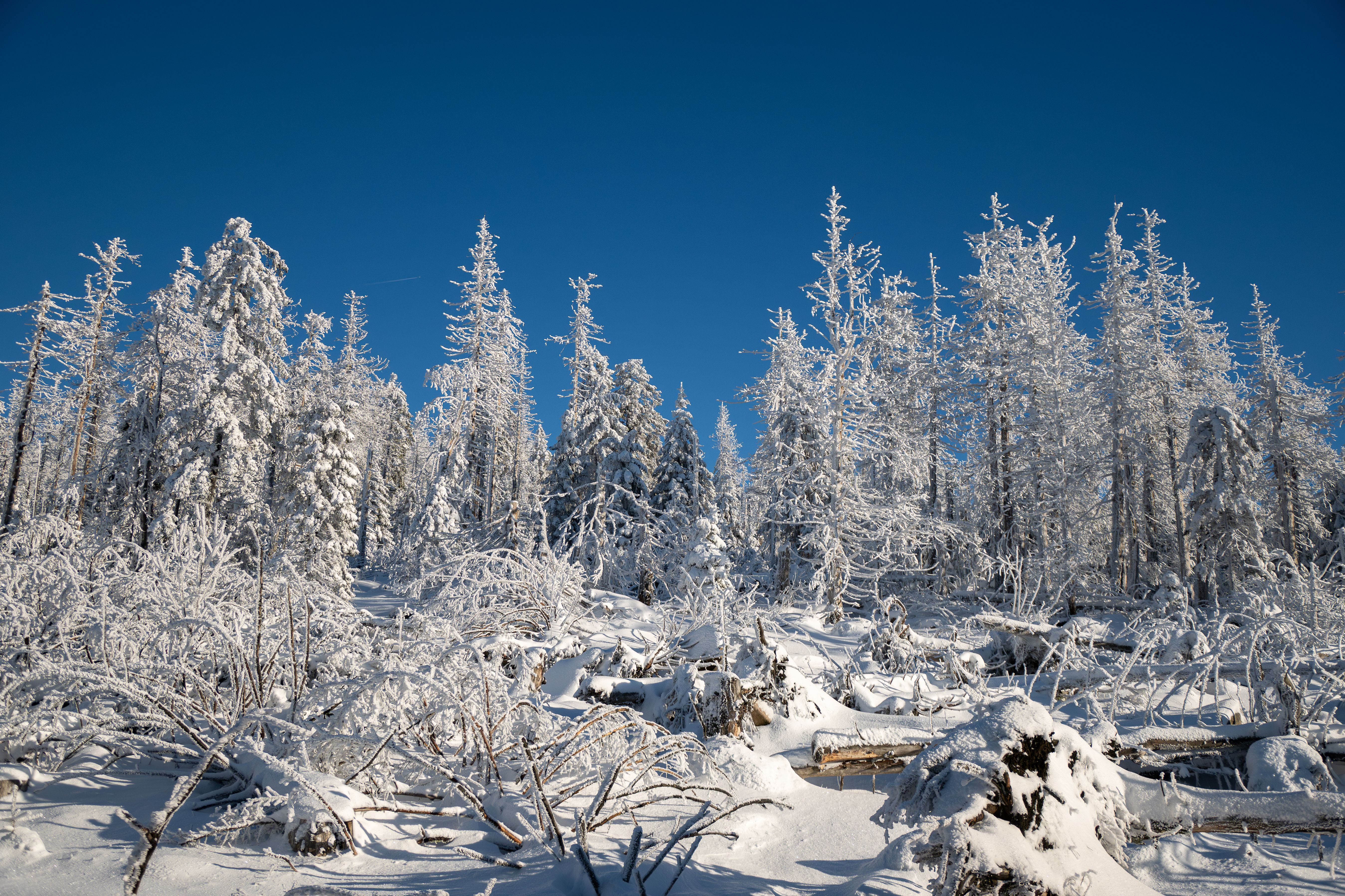 Majestic Snow-Covered Forest in Winter Landscape · Free Stock Photo