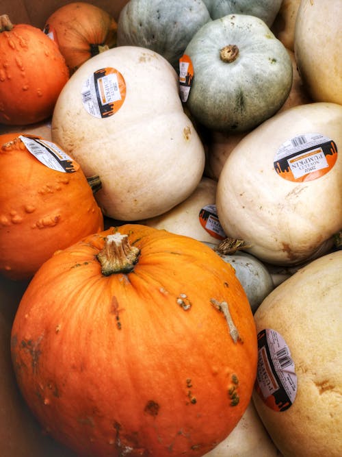 Free Photo Of Pumpkins Stock Photo