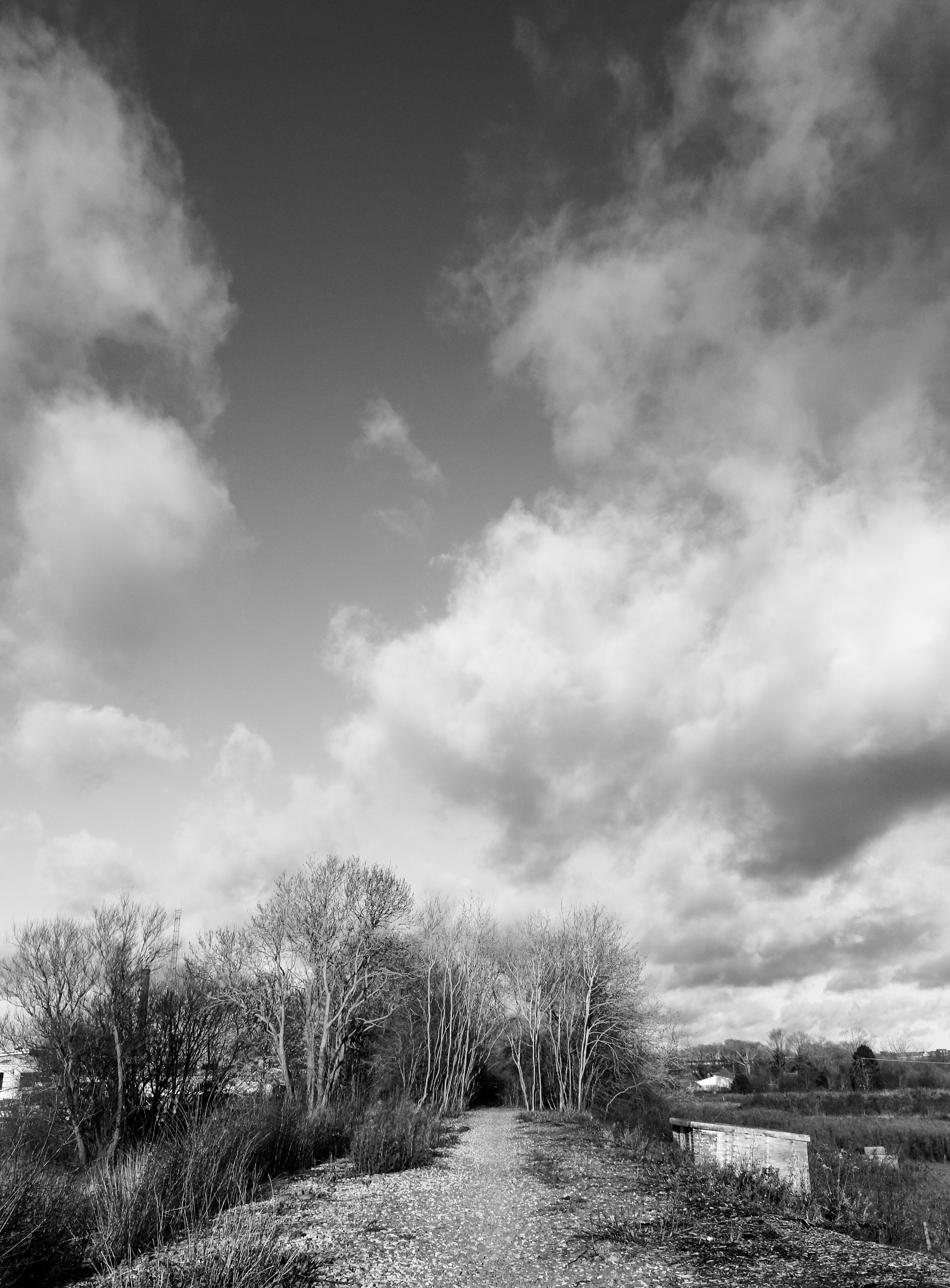 Black and white photo of a scenic autumn path with dramatic clouds overhead.