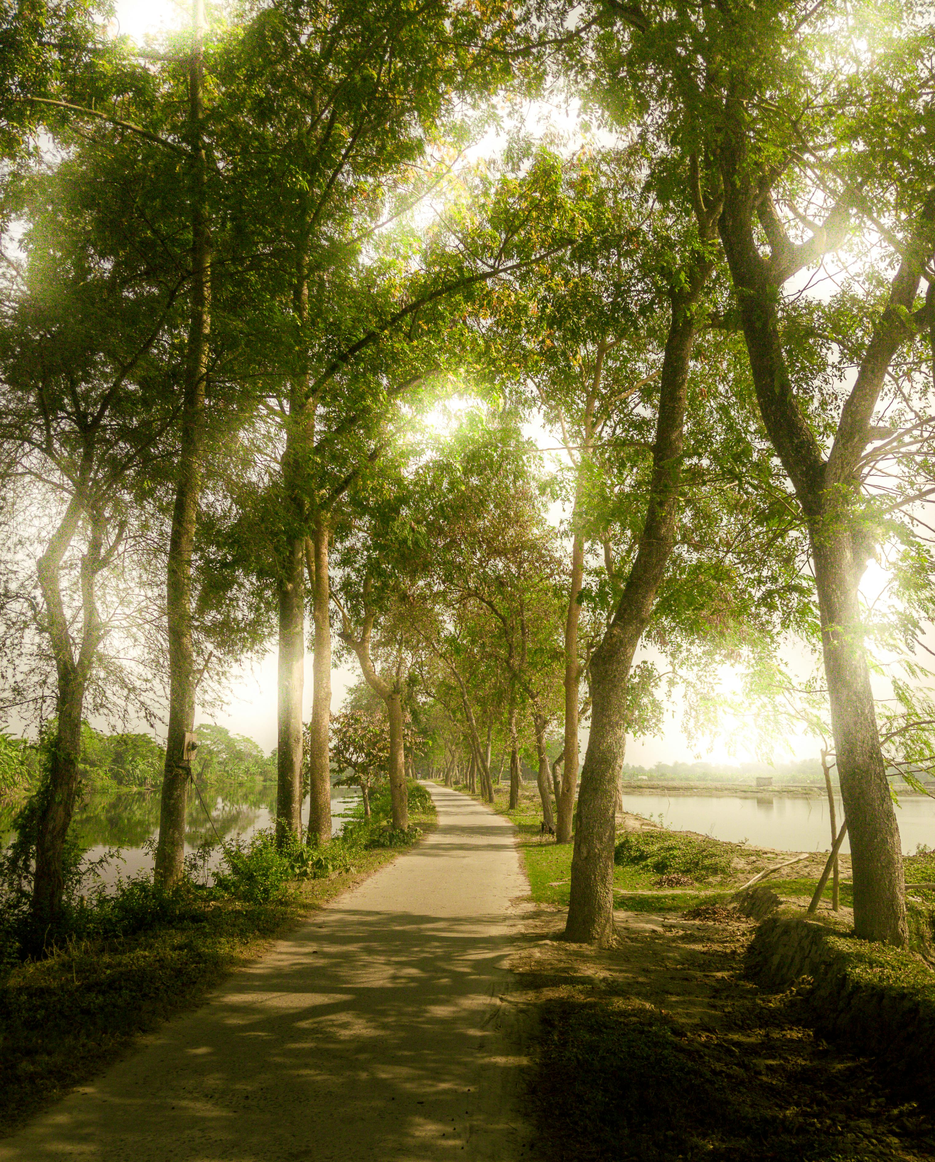 Scenic pathway lined with lush trees, basking in afternoon glow near Kulti, India.