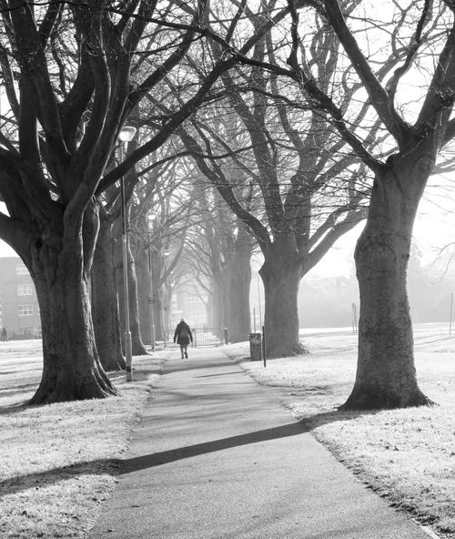 Free A solitary person walks down a foggy tree-lined pathway on a misty winter day. Stock Photo