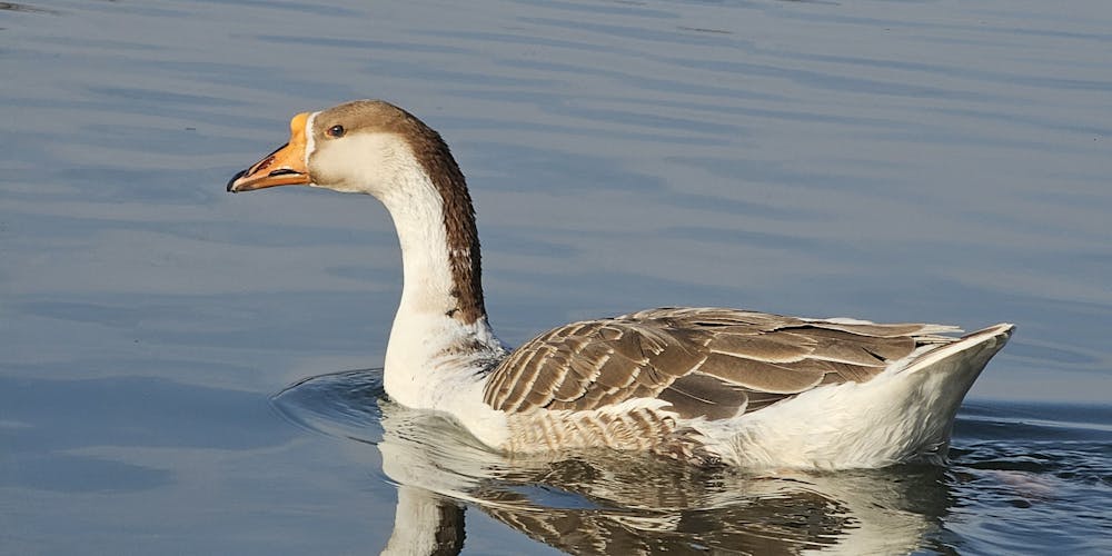 Discovering Swan Hellenic Diana - A Journey Beyond Ordinary Cruising