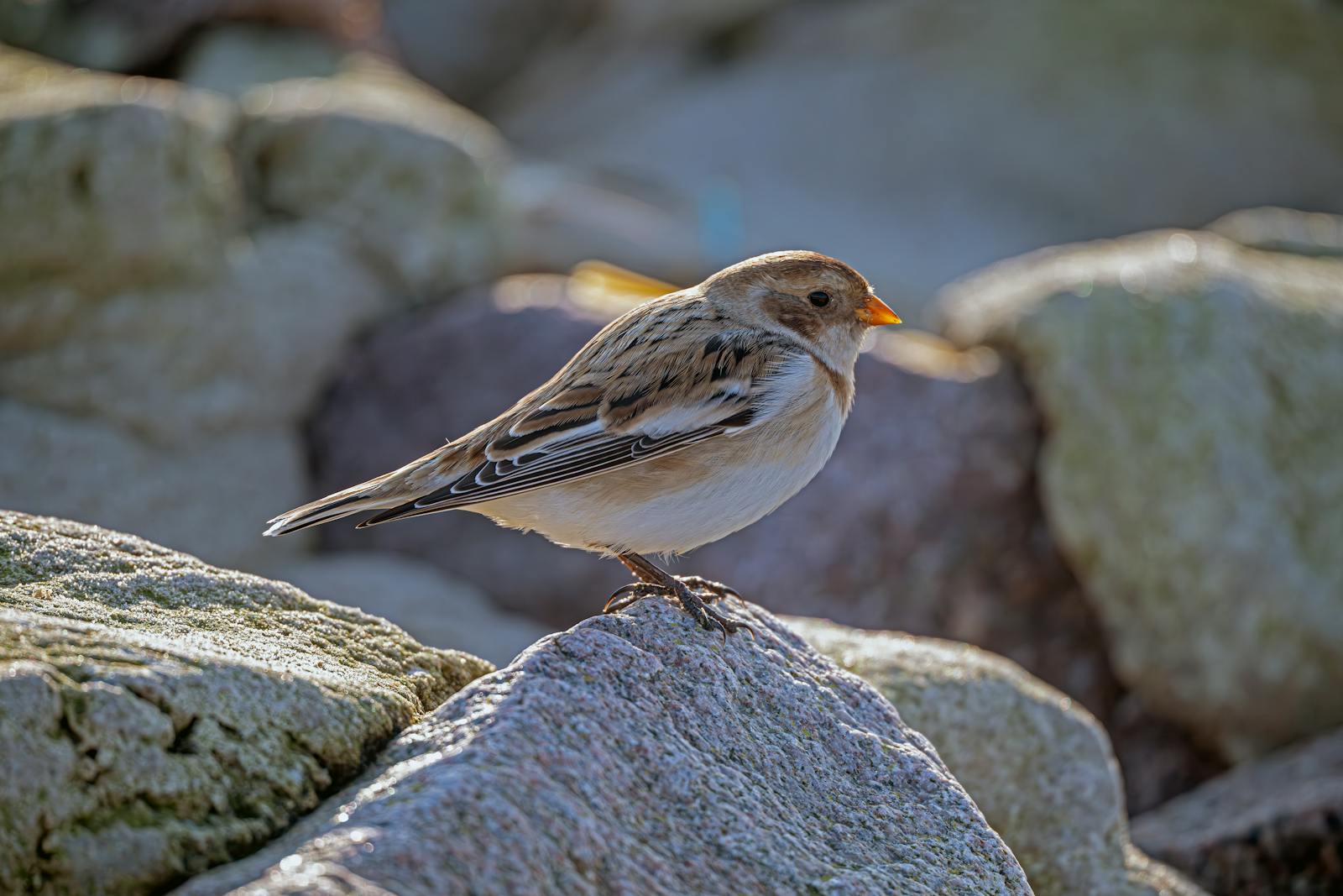 Animated Rock Photos, Download The BEST Free Animated Rock Stock Photos ...