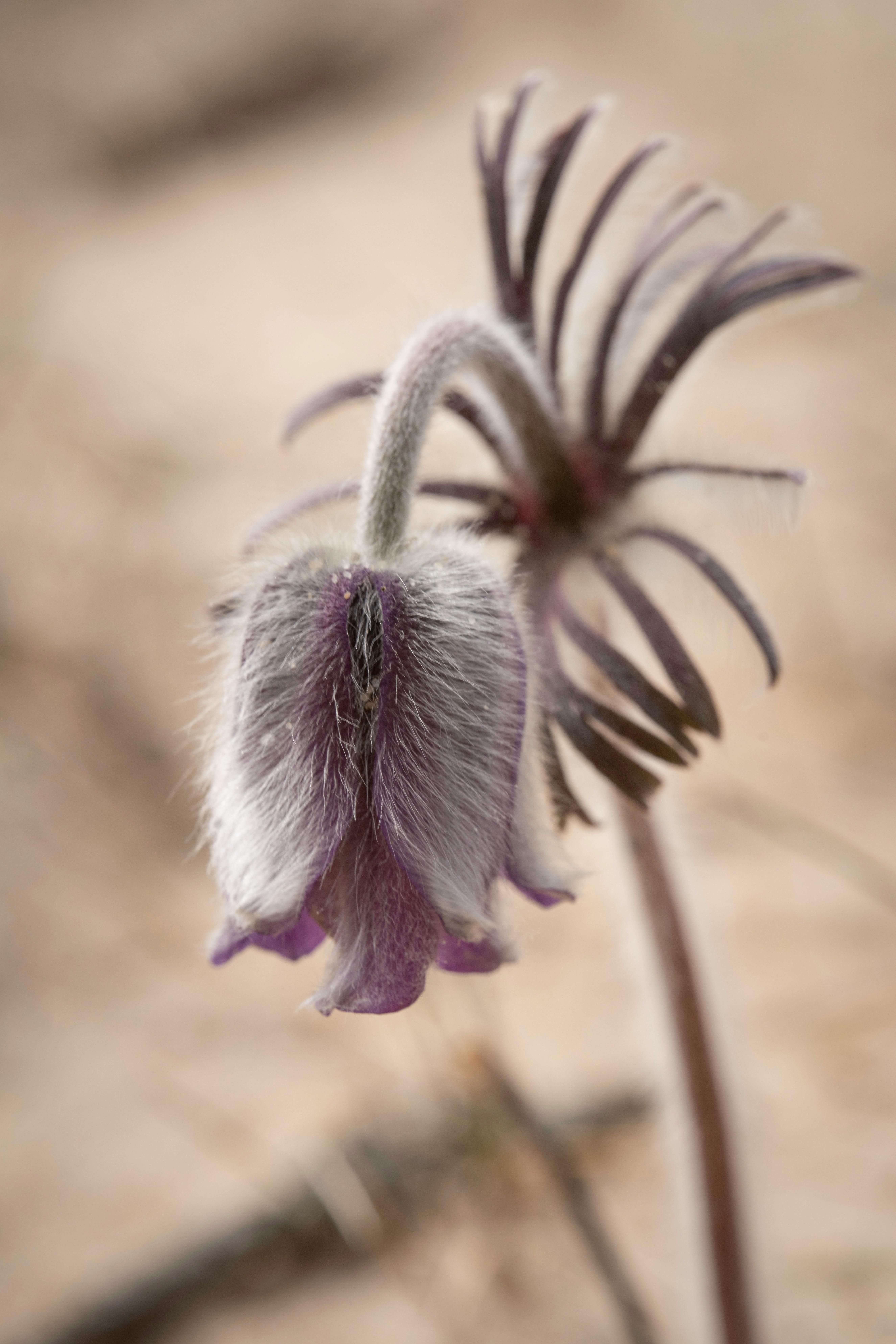 Pulsatilla vulgaris