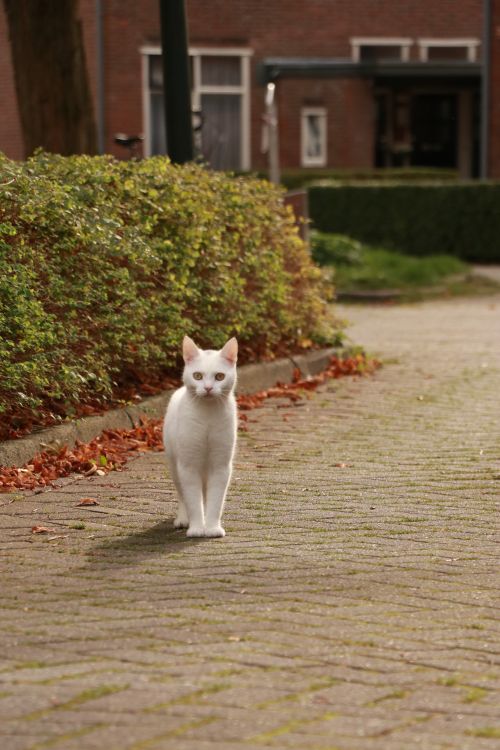 Free A white cat walks on a cobblestone path surrounded by autumn leaves in a residential area. Stock Photo