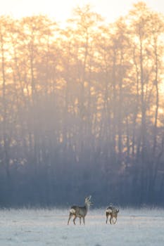 A tranquil scene of roe deer in a frosty morning at sunrise by a forest.