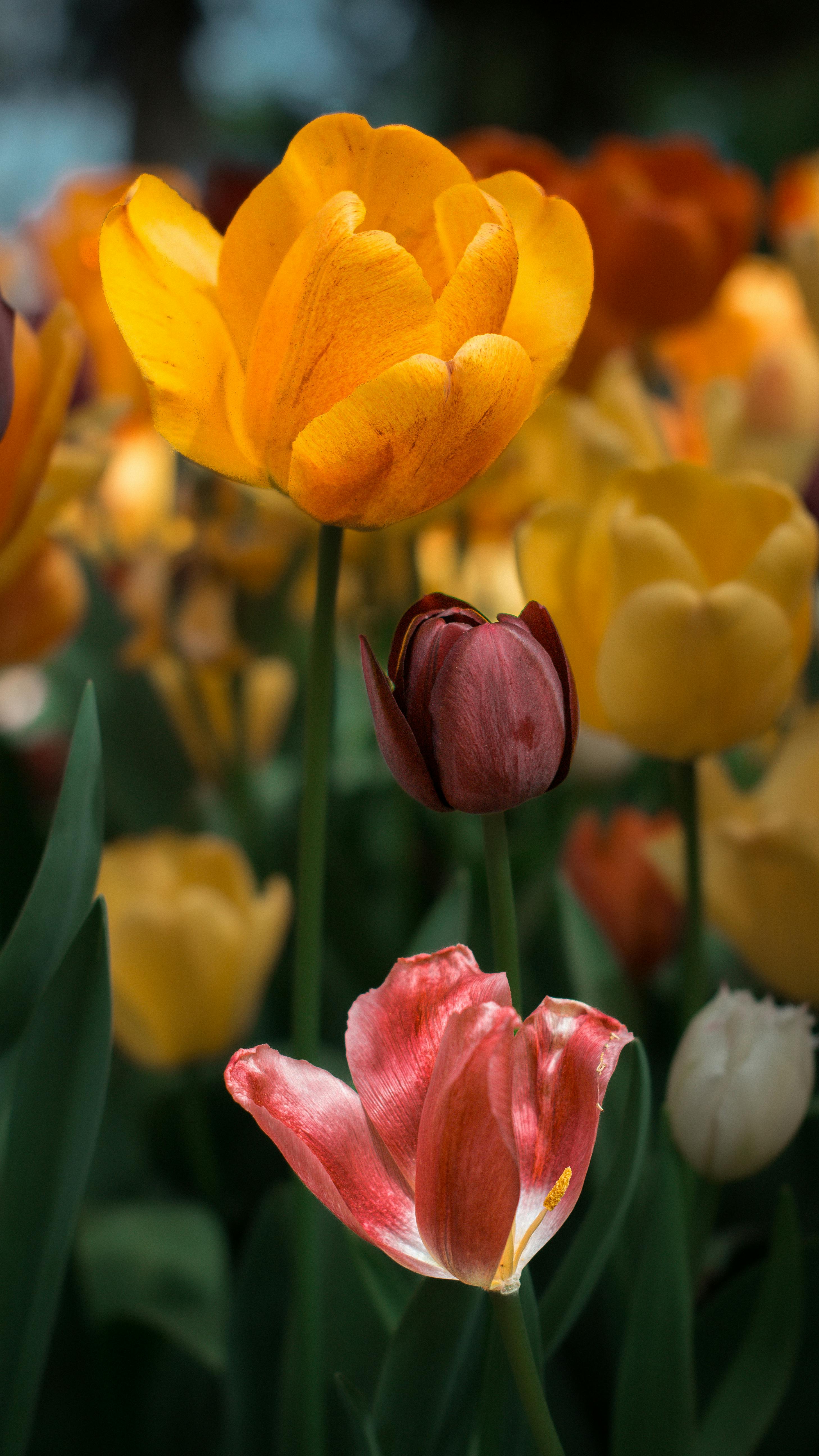 A colorful tulip garden with vivid blooms in a spring setting, captured with striking detail.