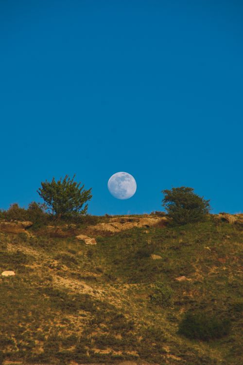 Free A picturesque full moon rising over a grassy hilltop with trees against a clear sky. Stock Photo