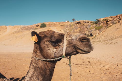 Free A Camel's Head In Close-Up VIew Stock Photo