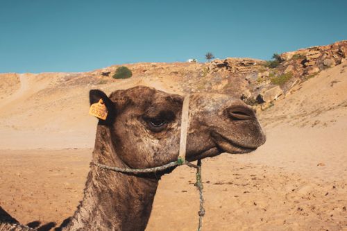 Free Close-up of a camel in the arid desert near Tangier, Morocco. Stock Photo