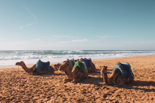 Základová fotografie zdarma na téma Afrika, arabské velbloudy, moře