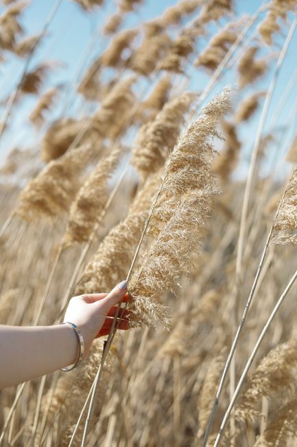 A serene scene with a hand touching golden wheat in a sunny field.