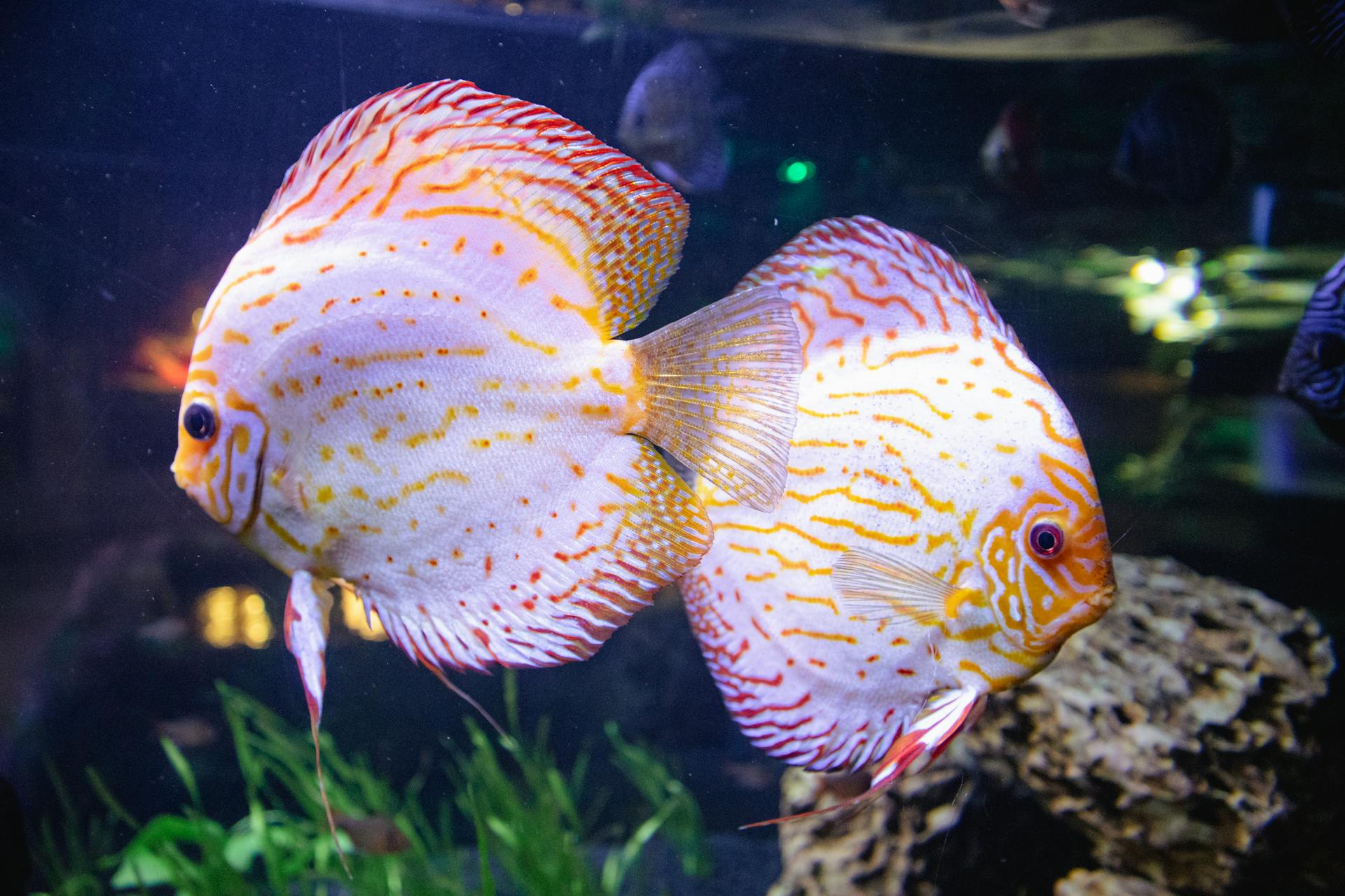 Close-up of two colorful discus fish swimming in a freshwater aquarium.