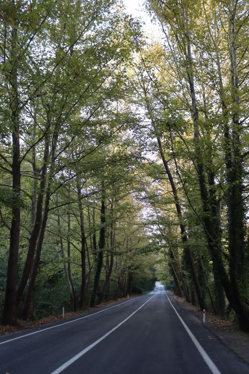 Free A tranquil road lined with tall green trees, symbolizing journey and nature. Stock Photo