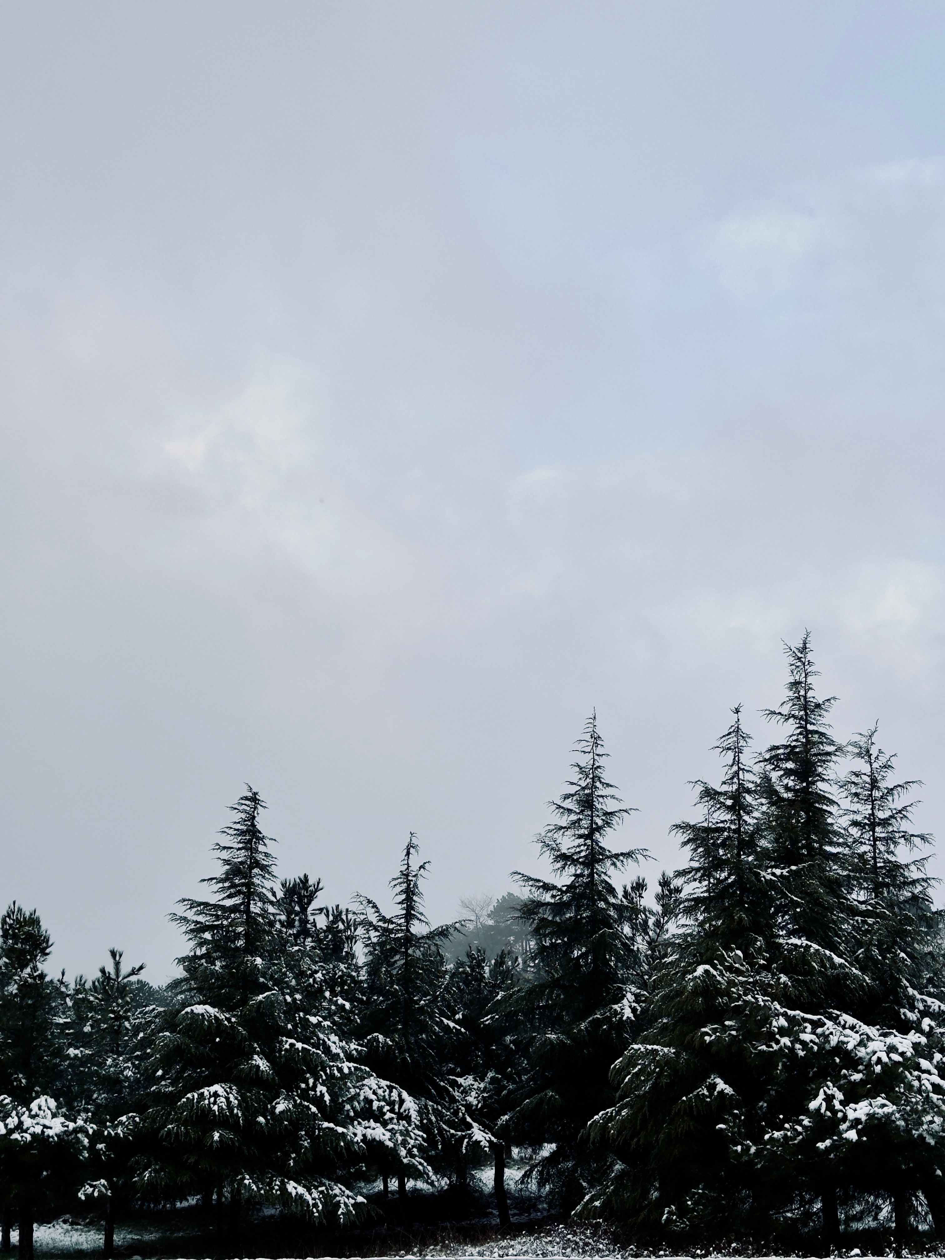 Snow-covered Pine Trees in Winter Landscape · Free Stock Photo