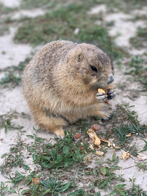What do groundhogs eat