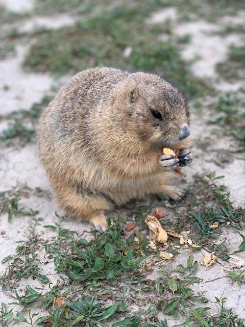 Fluffy wild woodchuck gnawing nuts sitting on grass