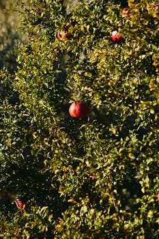 Close-up of ripe pomegranates on a lush tree with vibrant green leaves.