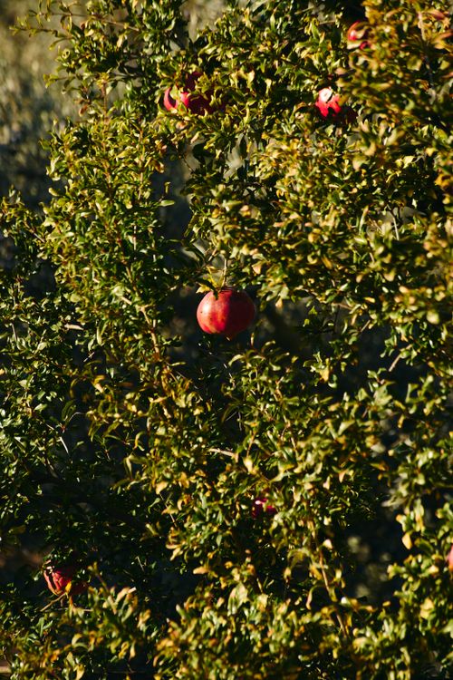 Free Close-up of ripe pomegranates on a lush tree with vibrant green leaves. Stock Photo