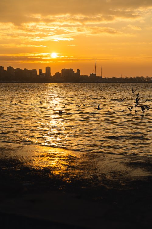 Free Capture the breathtaking sunrise over Istanbul's waterfront with birds soaring above calm waves. Stock Photo