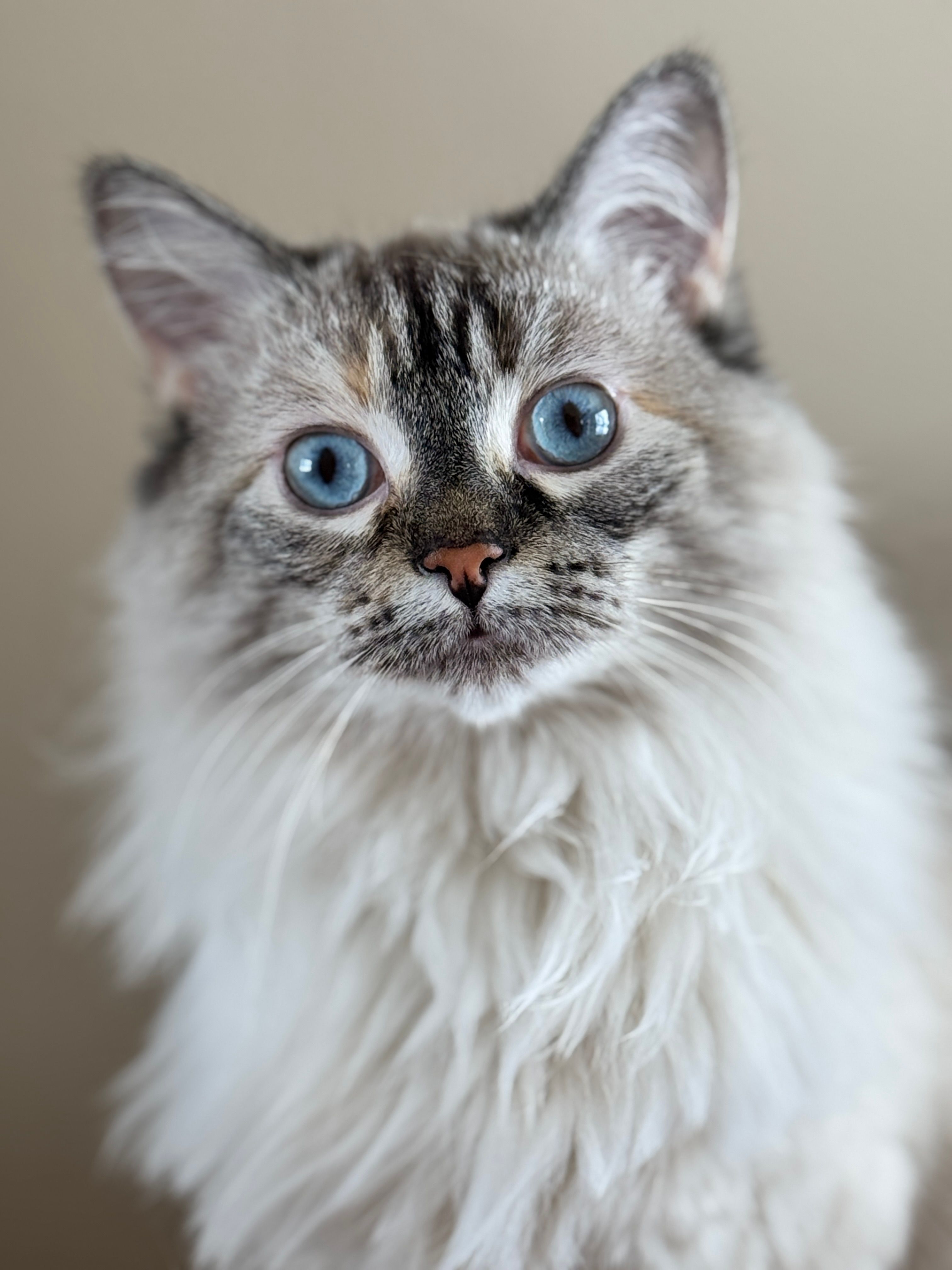 Close-up portrait of a blue-eyed Ragamuffin cat with fluffy fur in soft, natural light.