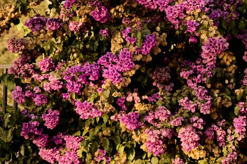 Free A lush bougainvillea plant with radiant purple flowers in the golden hour. Stock Photo