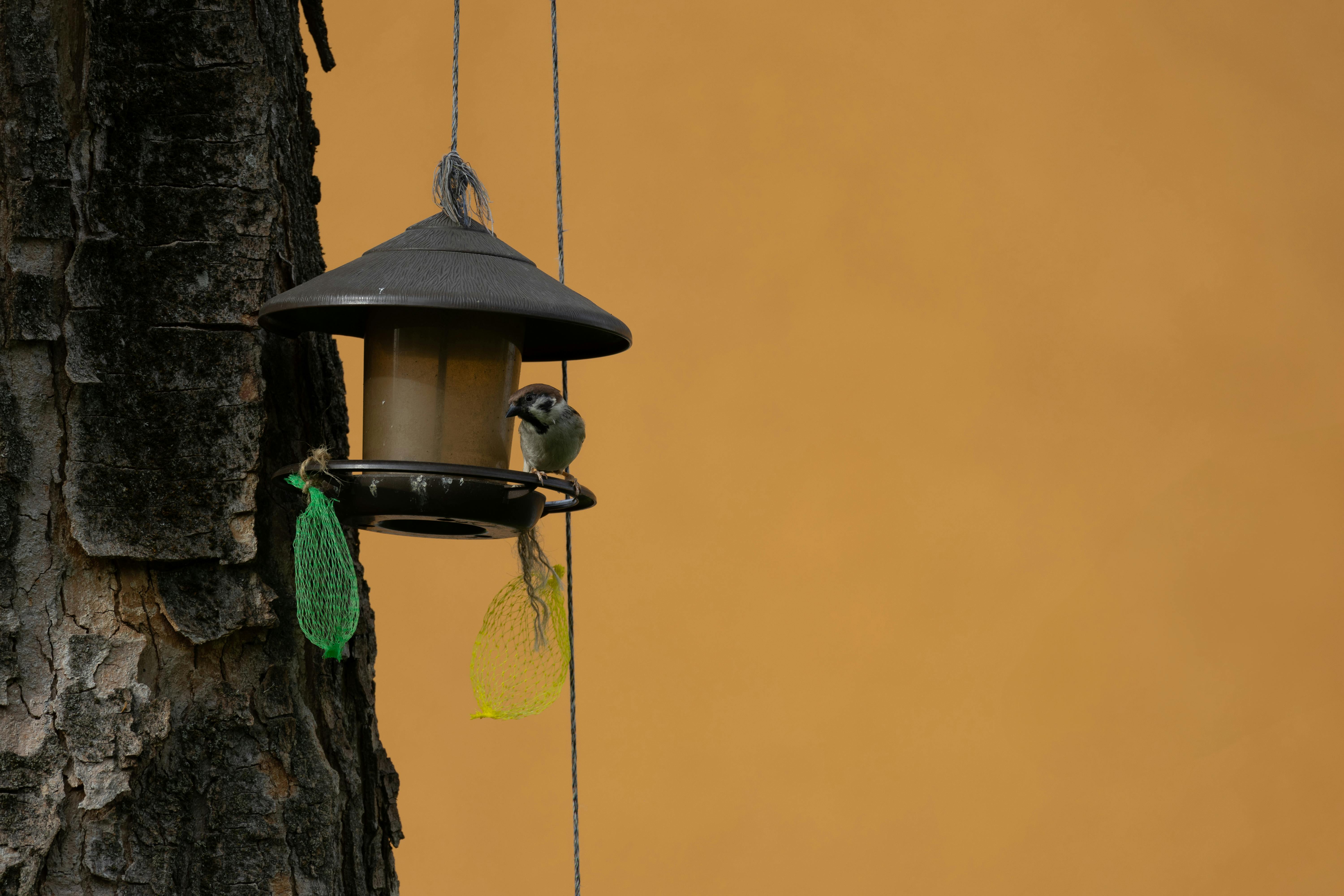 A smart bird feeder camera capturing a cardinal in 4K - compact camera for birds