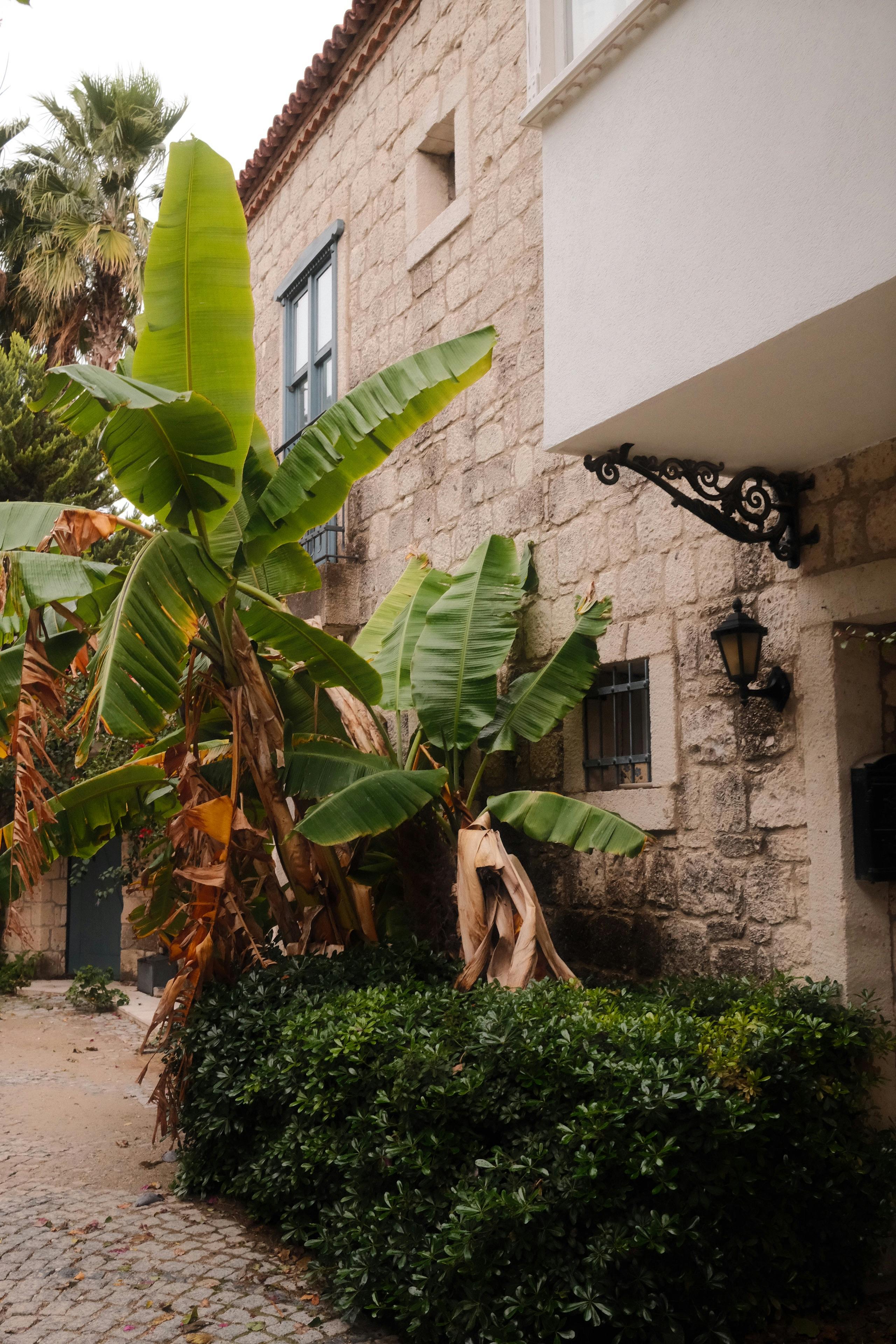 charming stone building with lush banana plants