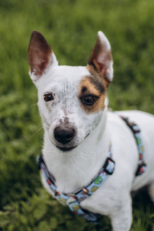 Free Cute Jack Russell Terrier sitting on grass wearing a colorful harness. Stock Photo