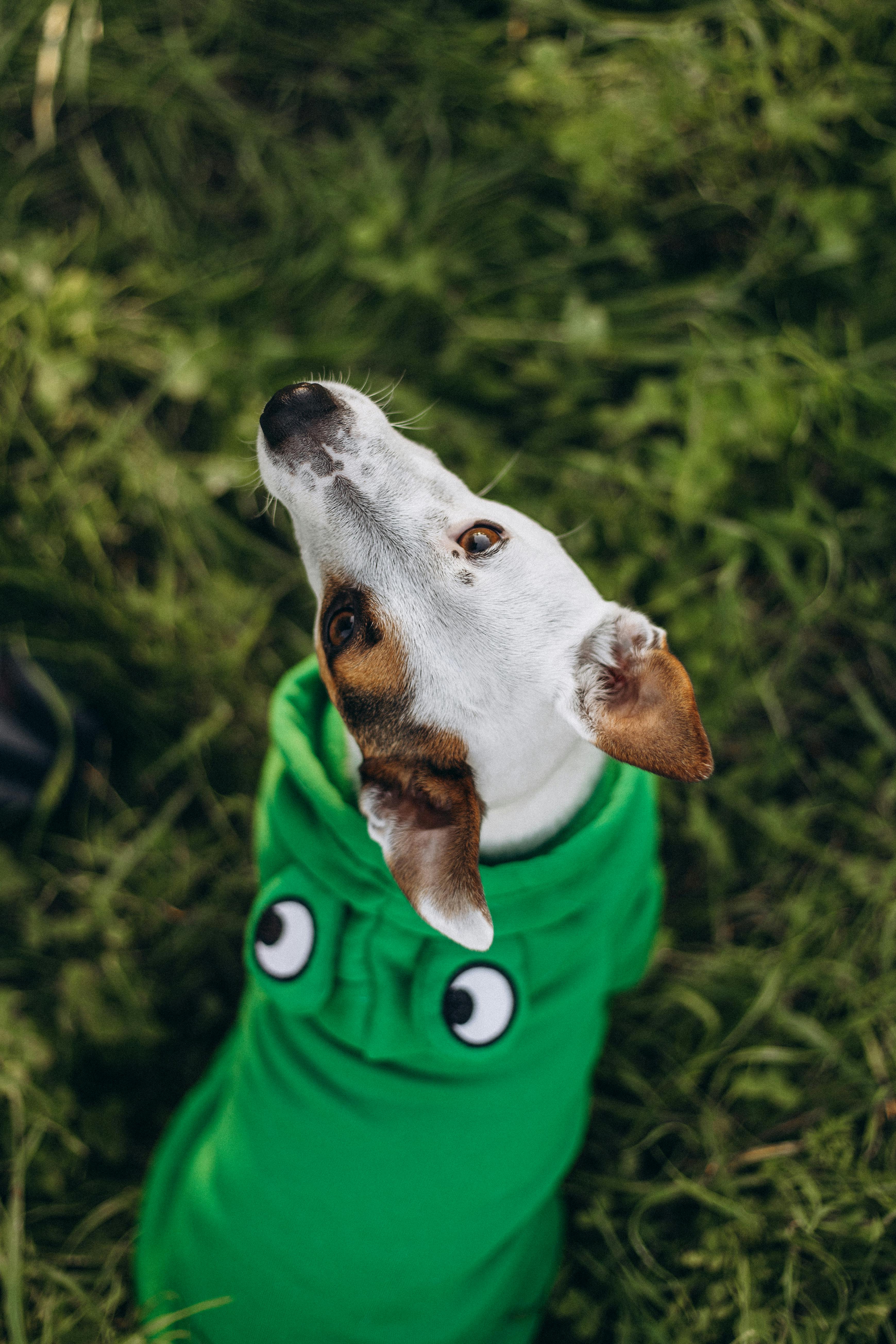A dog in a stylish hoodie