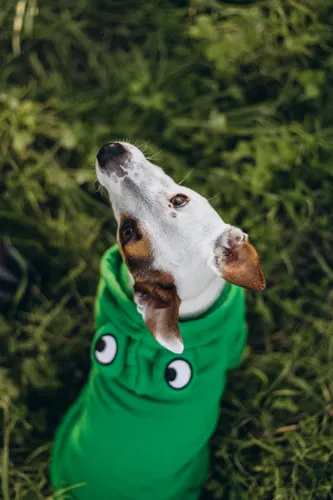 Jack Russell Terrier in a stylish outdoor hoodie — design features determine whether a hoodie provides real thermal protection
