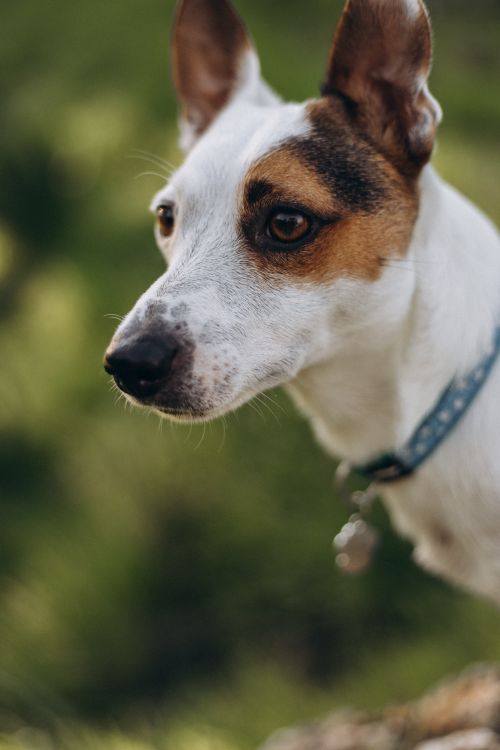 Free Close-up of a Jack Russell Terrier with a focused look in a green outdoor setting. Stock Photo
