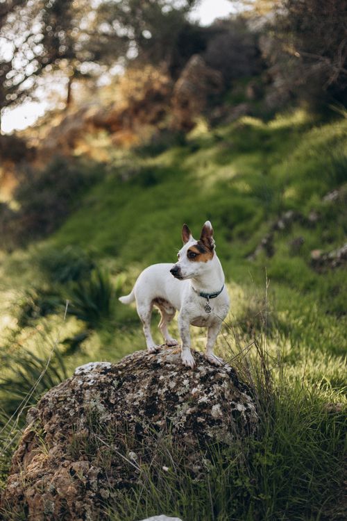Free A Jack Russell Terrier stands on a rock in a lush, green outdoor landscape, surrounded by nature. Stock Photo