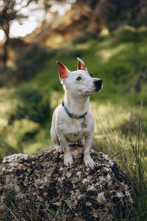 Free Jack Russell Terrier sitting on a rock outdoors, surrounded by lush greenery. Stock Photo