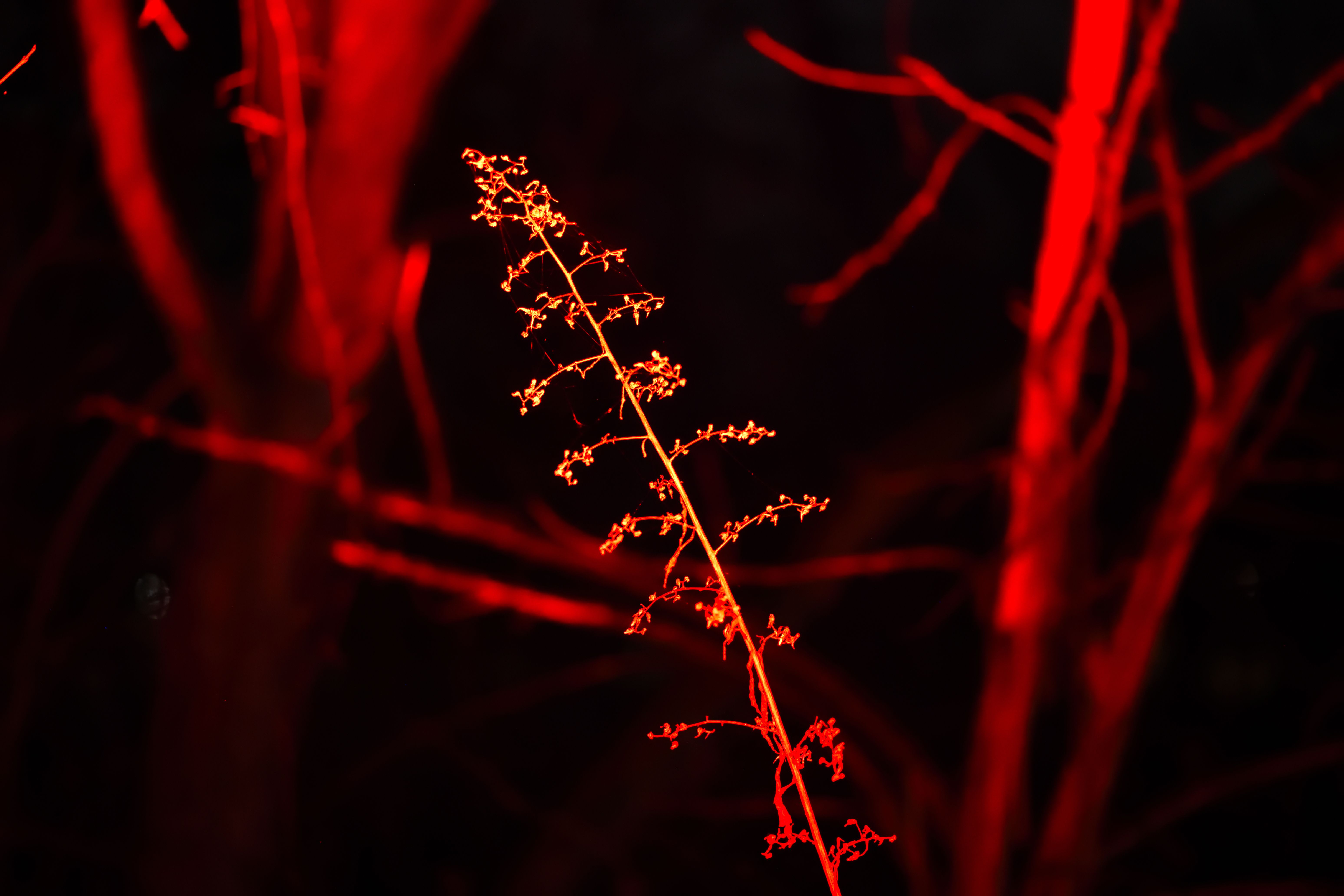 Free stock photo of alone, bold, haunted Stock Photo