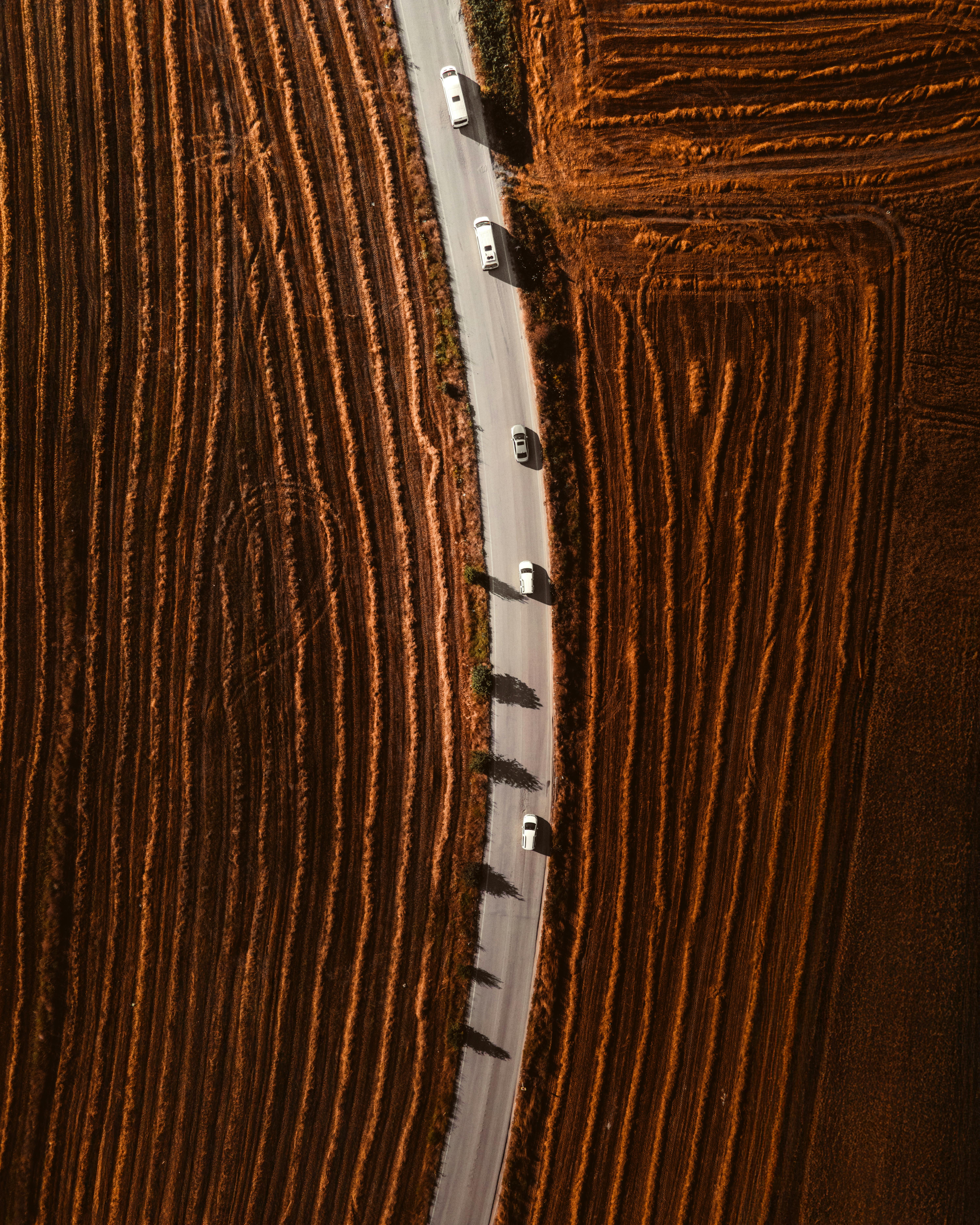 Gratis Luftfoto av hvite kjøretøy på en buet vei midt i oransje høstmarker, og skaper slående mønstre. Arkivbilde