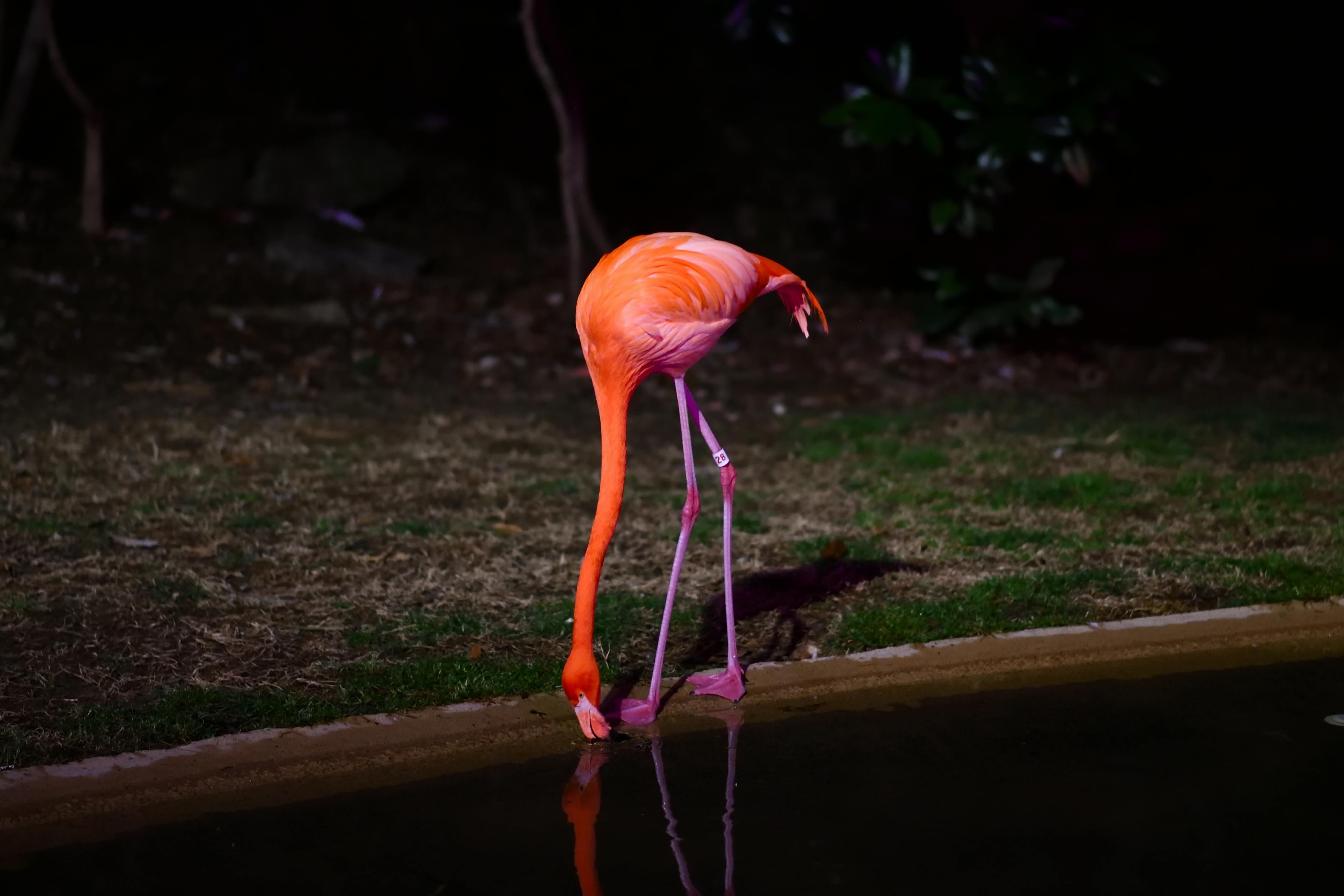Free stock photo of animal, bird, flamingo Stock Photo