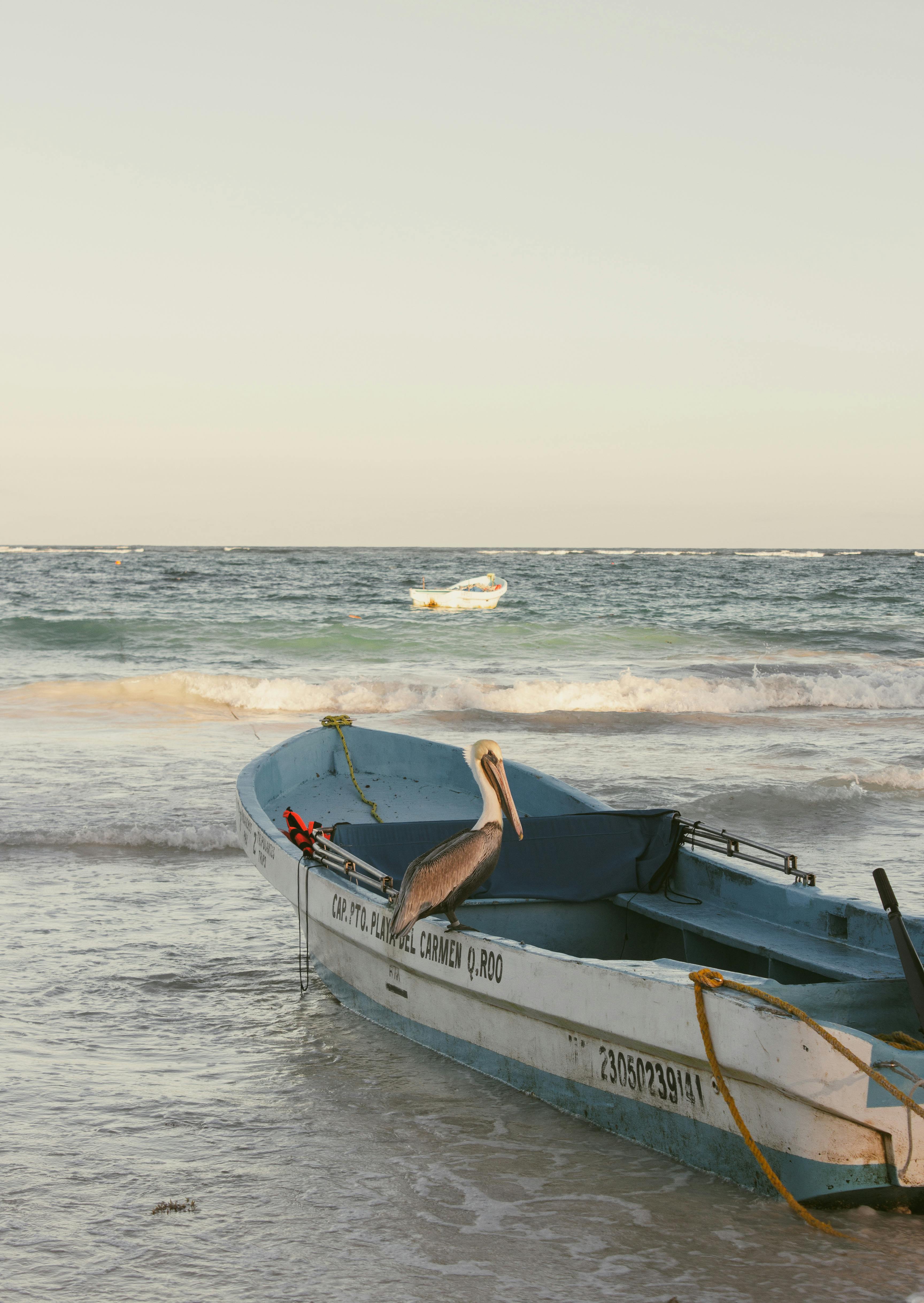 peaceful seascape with pelican on fishing boat
