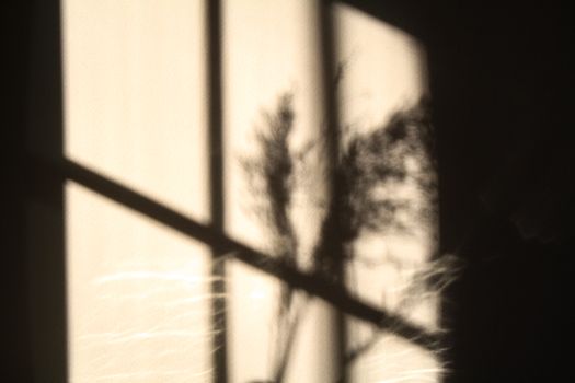 Intriguing shadow of a plant cast on a window, creating an artistic silhouette.