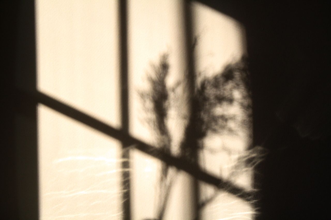 intriguing shadow of a plant cast on a window creating an artistic sil