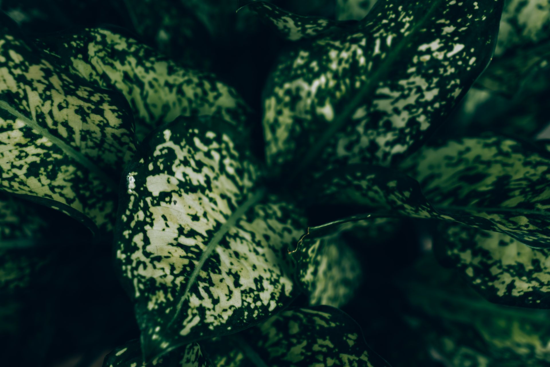 Detailed view of spotted green leaves with variegated patterns, captured in low light.