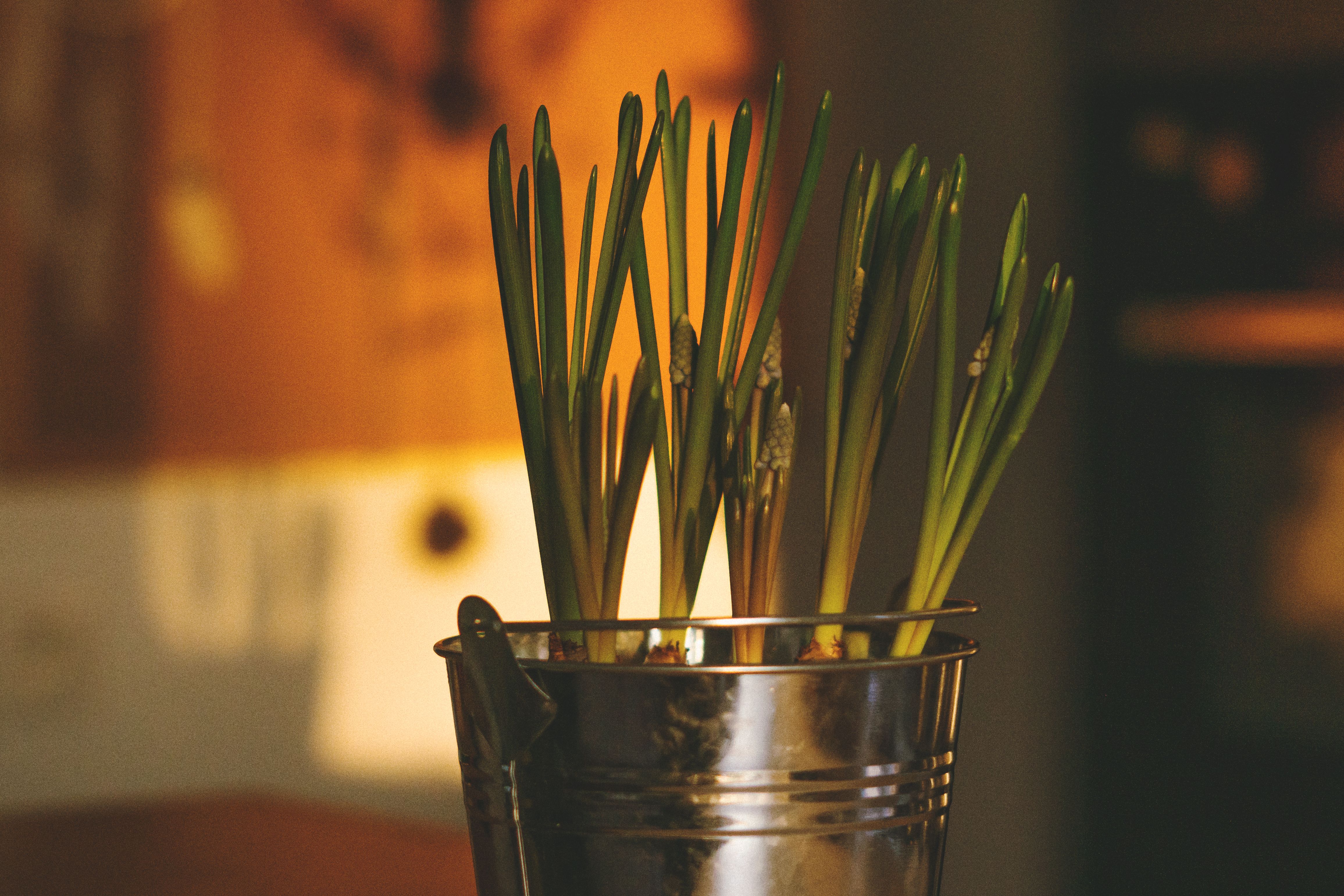 Winterkräuter & Indoor Garten selber bauen — DIY-Anleitung Schritt für Schritt — Schritt-für-Schritt-Anleitung