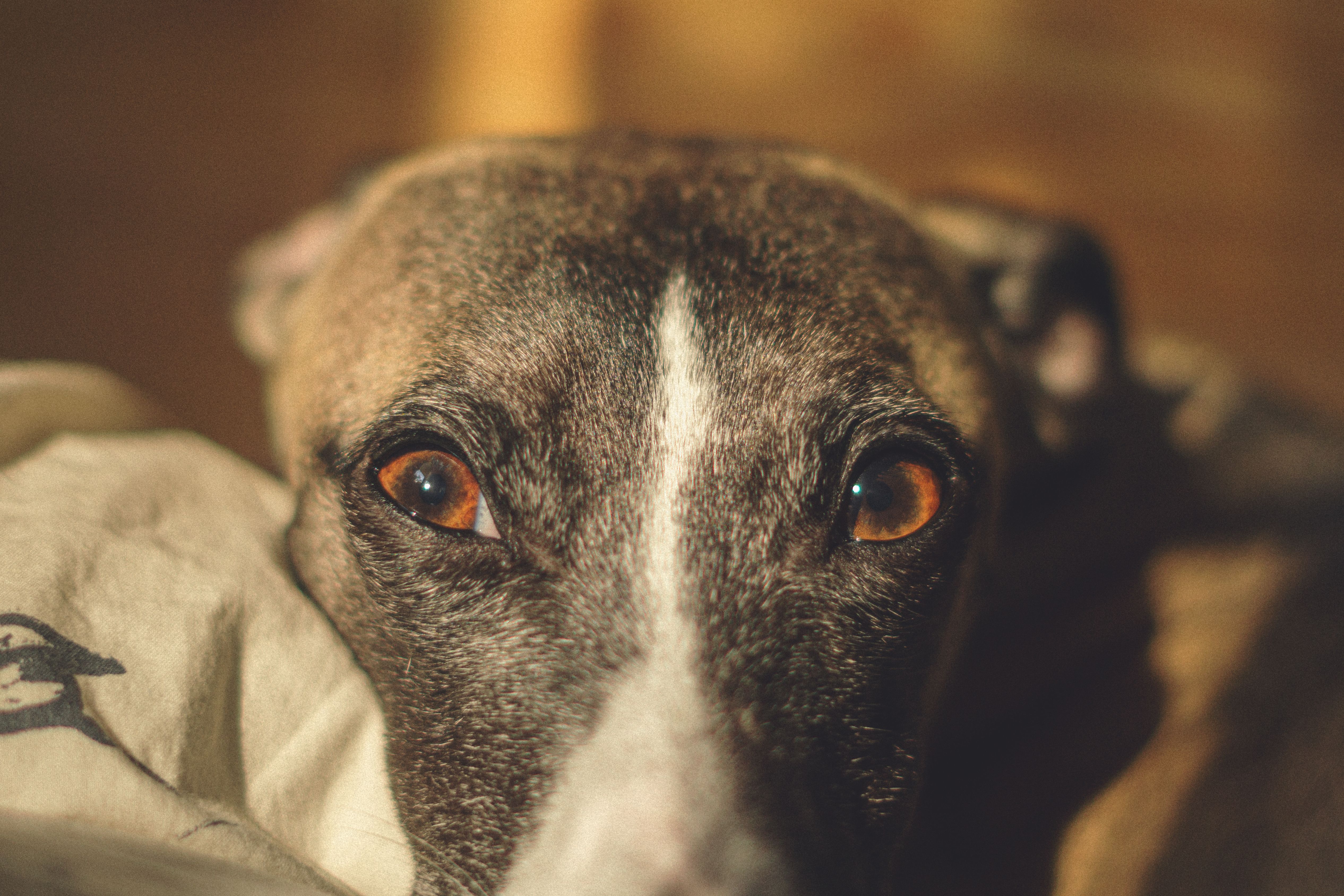Bezpłatne Intymne zbliżenie pyska psa rasy whippet, z naciskiem na jego wyraziste oczy. Zdjęcie z galerii