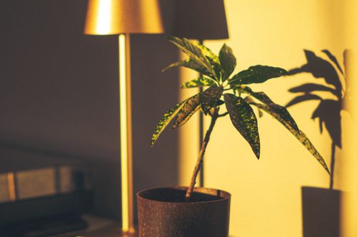 Free Potted plant and lamp casting dramatic shadows during golden hour indoors. Stock Photo
